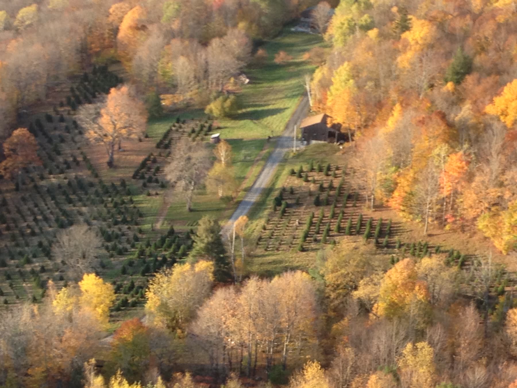 Rows of Christmas trees on a hillside surrounded by autumn color, seen from the air