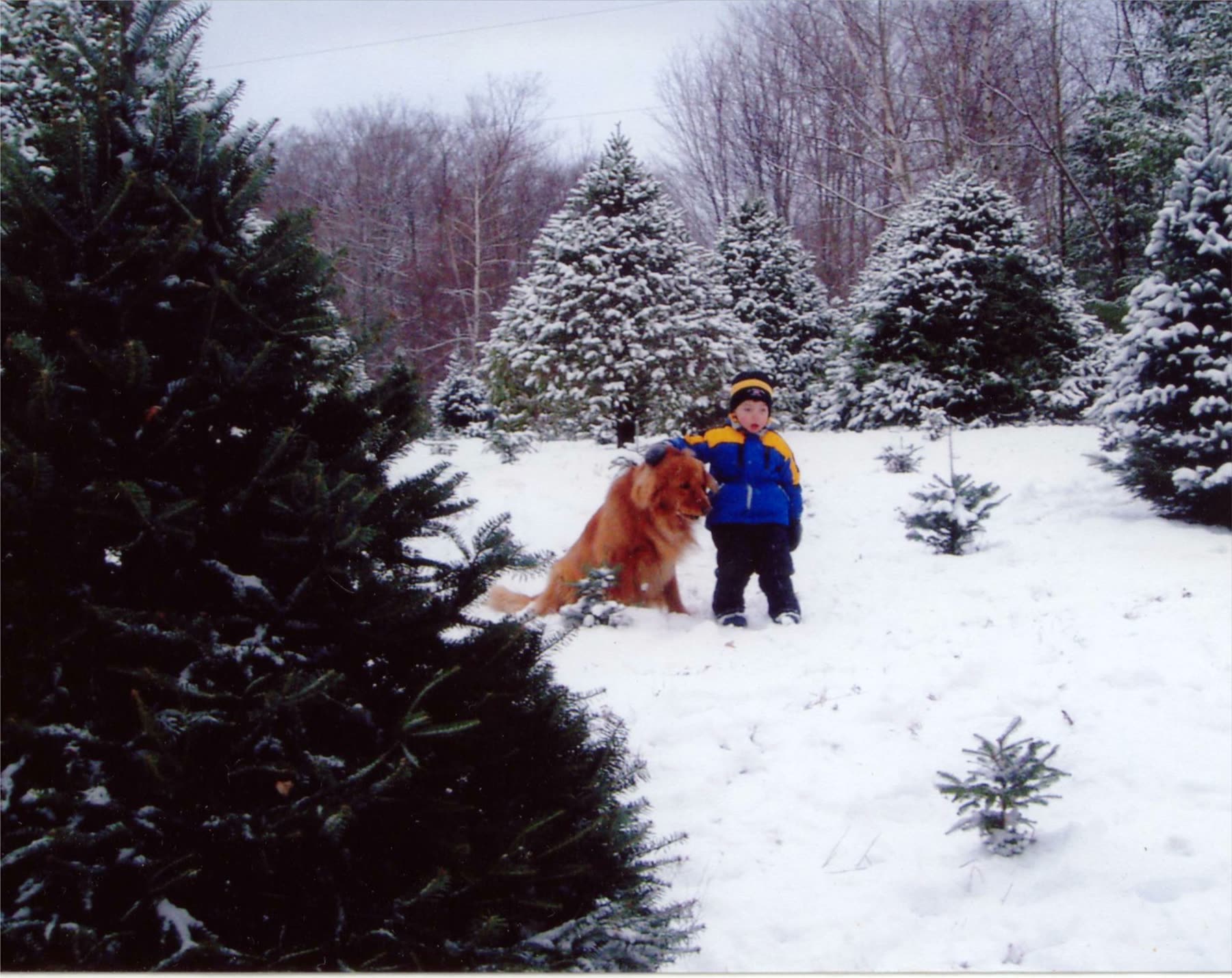 A child and a golden dog among snow-covered firs