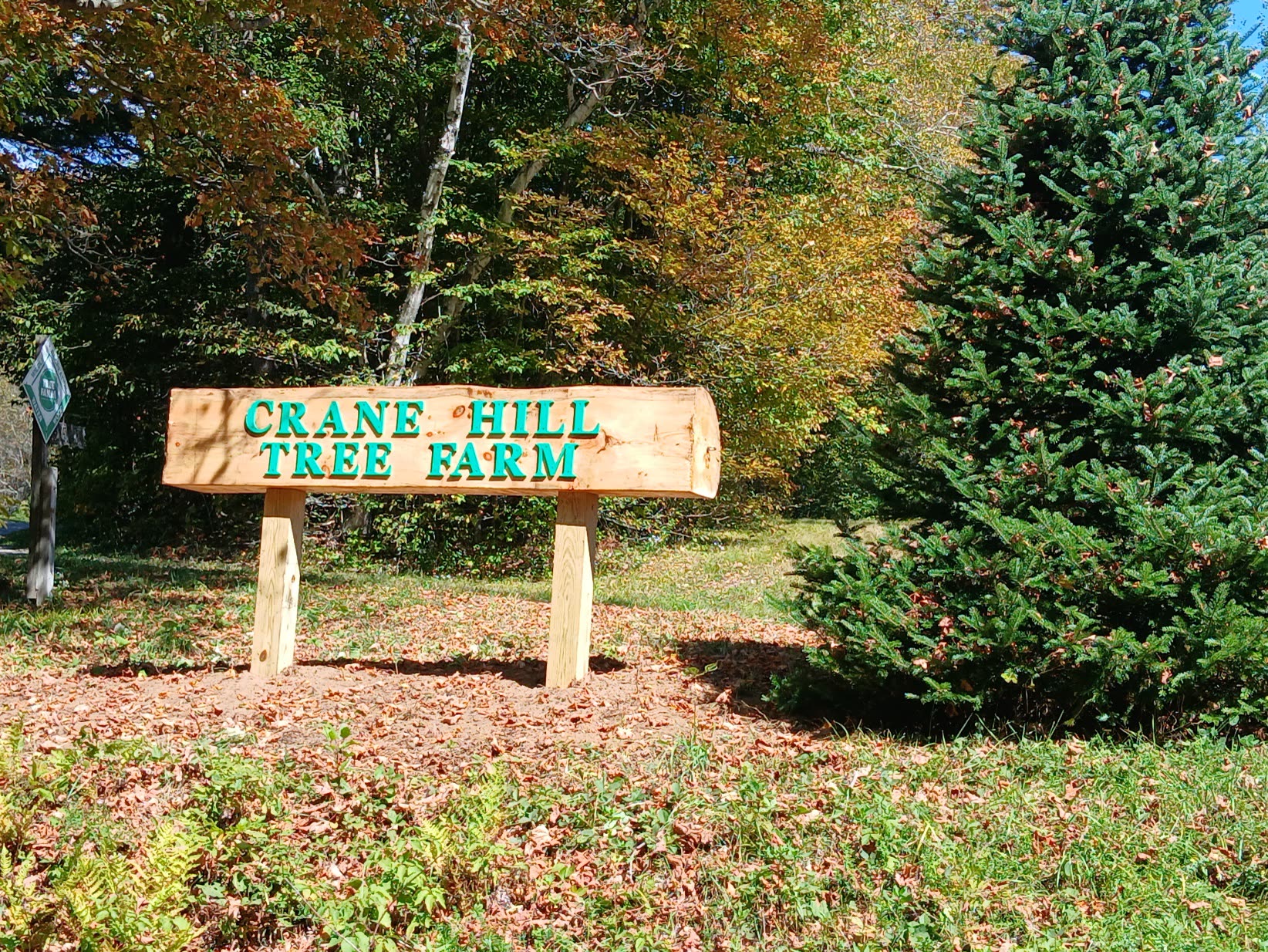 The carved wooden Crane Hill Tree Farm sign beside a balsam fir