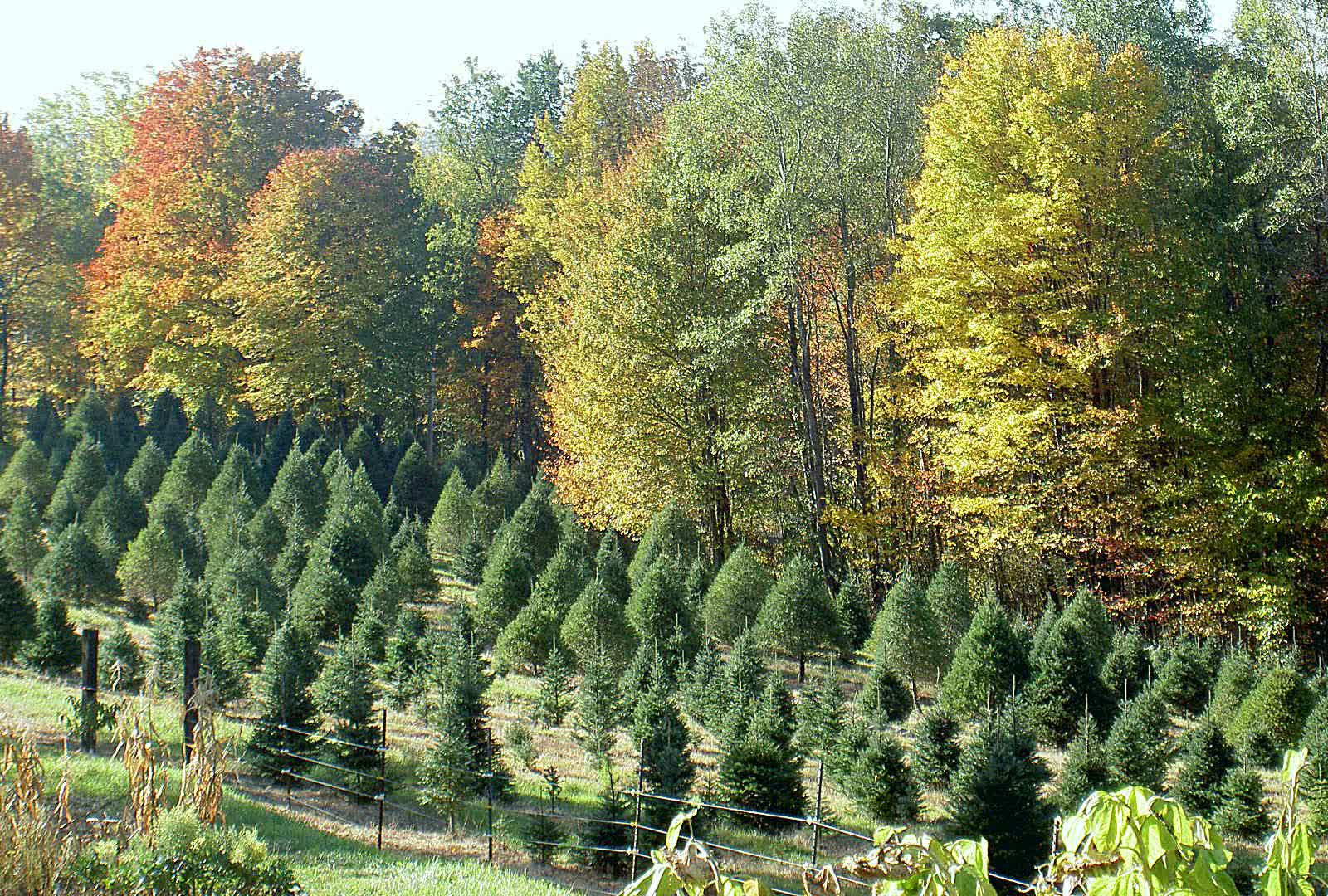 Rows of young fir trees below a stand of yellow and orange maples