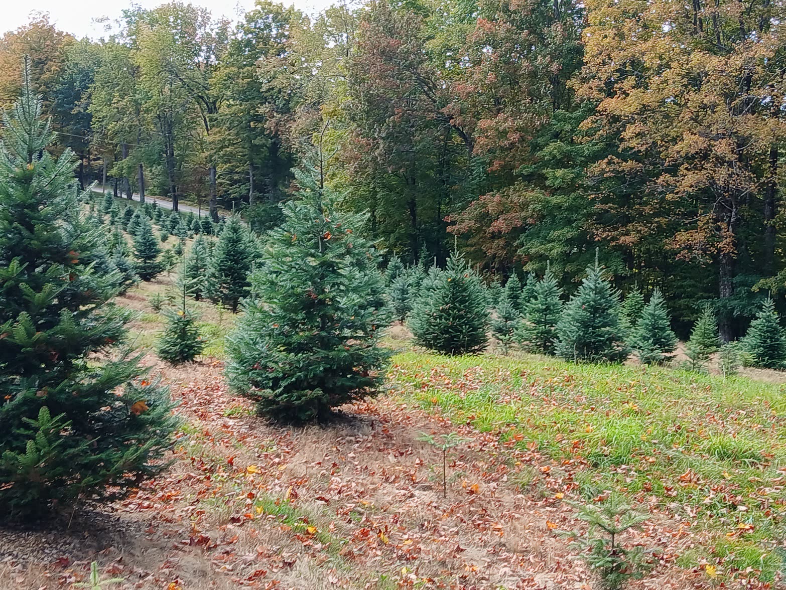 Full, dark green balsam firs in rows on a hillside
