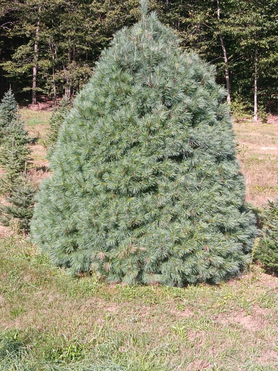 A tall, full white pine standing in the field