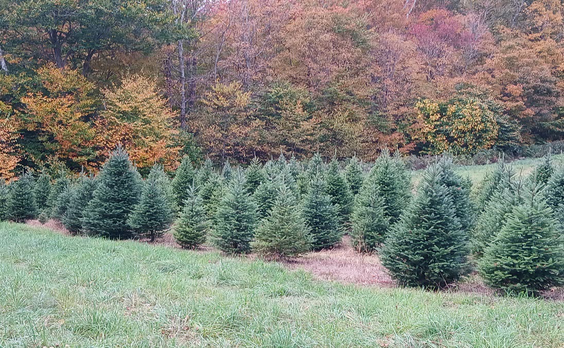 Young firs lined up across a mown field with autumn woods behind